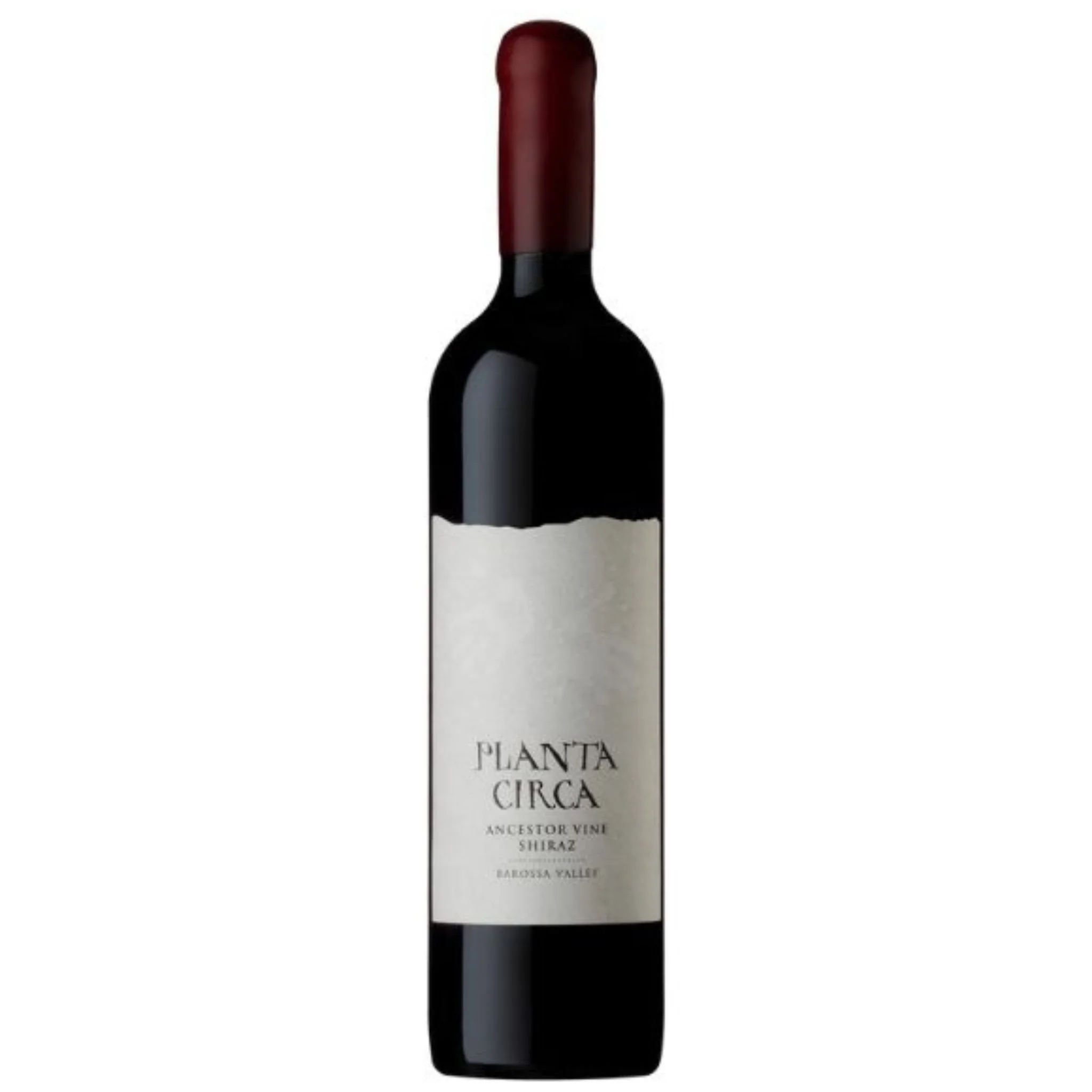 Planta Circa Shiraz